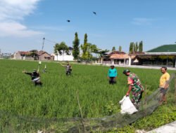 Babinsa Bersama Poktan Bersihkan Gulma Secara Tradisional