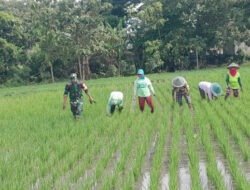 Turun ke Sawah Bersama Petani, Babinsa Desa Bulu Dampingi Penyiangan Padi