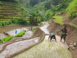 Turun ke Sawah, Babinsa Cermo Dampingi Petani Tanam Padi