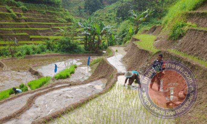 Turun ke Sawah, Babinsa Cermo Dampingi Petani Tanam Padi