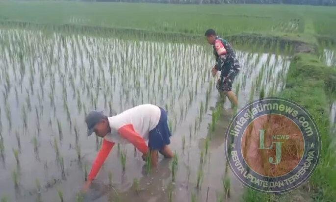 Pendampingan Petani, Babinsa Kodim Ponorogo Bantu Penyiangan Tanaman Padi