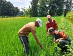 Pendampingan, Babinsa Ponorogo Bantu Petani Pengecekan Hama Tanaman Padi