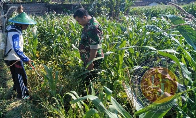 Babinsa Ponorogo Bantu Petani Semprot Hama Tanaman Jagung