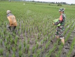 Merawat Harapan di Sawah: Babinsa Jatisari Dampingi Petani Optimalkan Pemupukan Padi