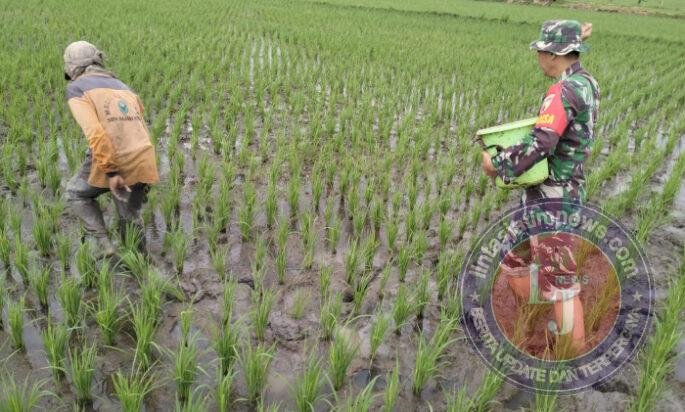Merawat Harapan di Sawah: Babinsa Jatisari Dampingi Petani Optimalkan Pemupukan Padi