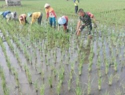Babinsa Kodim Ponorogo Bantu Petani Penyiangan Gulma Tanaman Padi