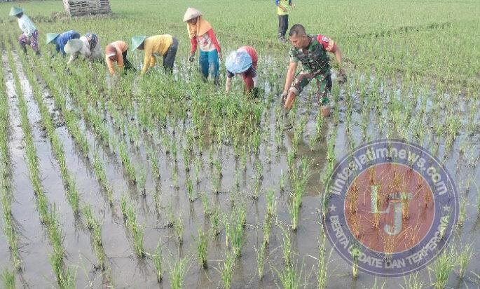 Babinsa Kodim Ponorogo Bantu Petani Penyiangan Gulma Tanaman Padi