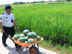 Konsisten dan Produktif, SAE Paswangi Lapas Banyuwangi Gelar Panen Semangka Jilid Dua