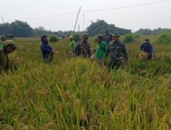 Babinsa Dampingi Panen Padi IR 32, Dukung Ekonomi Petani