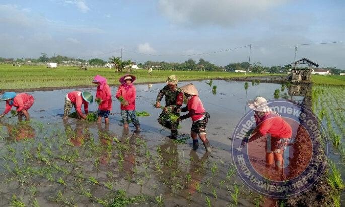 Dari Seragam ke Lumpur Sawah, Babinsa Bersama Warga Tanam Harapan di Sendangrejo