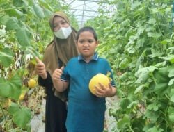Rasakan Sensasi Wisata Petik Melon di Aliska Ponpes Karangasem Lamongan