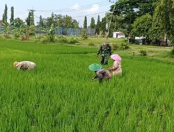 Turun ke Sawah, Babinsa Purworejo Dampingi Petani Rawat Padi demi Panen Lebih Baik