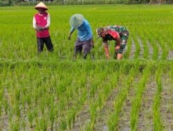 Aktif Bantu Petani, Babinsa Kodim Ponorogo Ikut Penyiangan Tanaman Padi