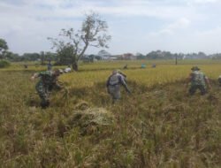 Babinsa Dampingi Panen Padi di Lahan Seluas 0,5 Hektar