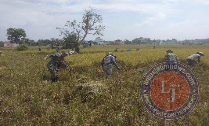 Babinsa Dampingi Panen Padi di Lahan Seluas 0,5 Hektar