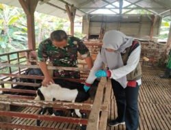Babinsa Dampingi Vaksin PMK, Upaya Lindungi Ternak Warga Oro-Oro Ombo