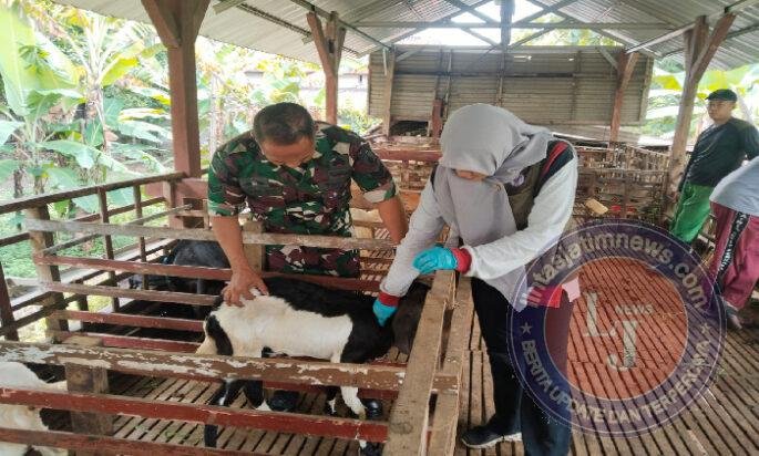 Babinsa Dampingi Vaksin PMK, Upaya Lindungi Ternak Warga Oro-Oro Ombo