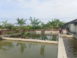 Babinsa Tinjau Usaha Perikanan Warga, Beri Dukungan Tingkatkan Produktivitas