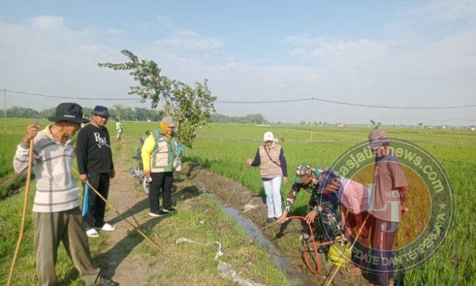 Babinsa dan Warga Sumbergandu Kompak Gropyok Tikus, Selamatkan Sawah dari Ancaman Hama