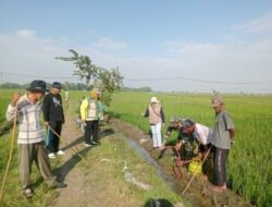 Babinsa dan Warga Sumbergandu Kompak Gropyok Tikus, Selamatkan Sawah dari Ancaman Hama