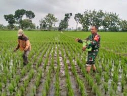 Sentuhan Babinsa di Sawah Kaibon, Wujud Nyata Dukungan Ketahanan Pangan