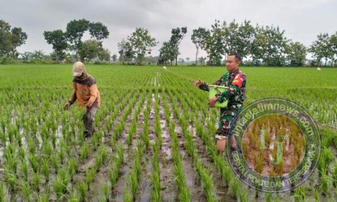 Sentuhan Babinsa di Sawah Kaibon, Wujud Nyata Dukungan Ketahanan Pangan