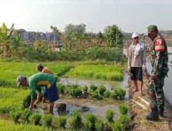 Babinsa Kodim Ponorogo Bantu Petani Cabut Bibit Tanaman Padi