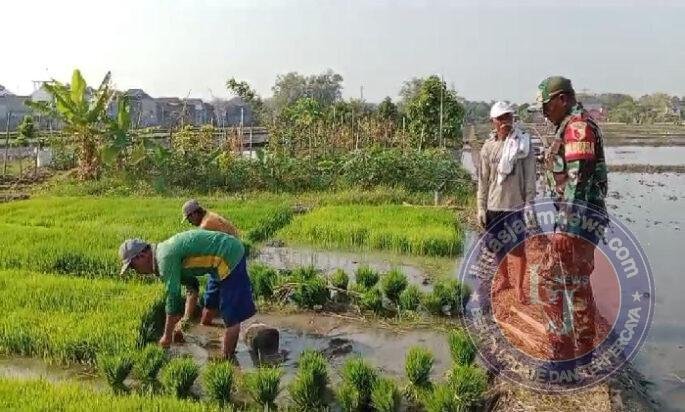 Babinsa Kodim Ponorogo Bantu Petani Cabut Bibit Tanaman Padi