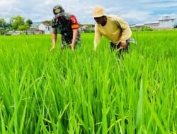 Babinsa Kodim Ponorogo Dampingi Petani Rawat Tanaman Padi
