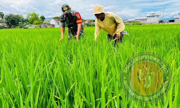 Babinsa Kodim Ponorogo Dampingi Petani Rawat Tanaman Padi