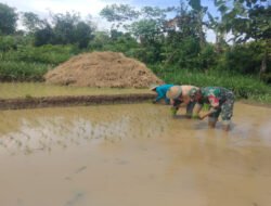 Babinsa Morang Turun ke Sawah Dampingi Petani Tanam Padi