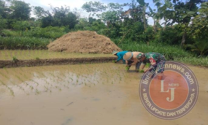 Babinsa Morang Turun ke Sawah Dampingi Petani Tanam Padi