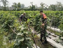 Perkuat Ketahanan Pangan, Babinsa Jatisari Rawat Timun di Ladang Bersama Petani