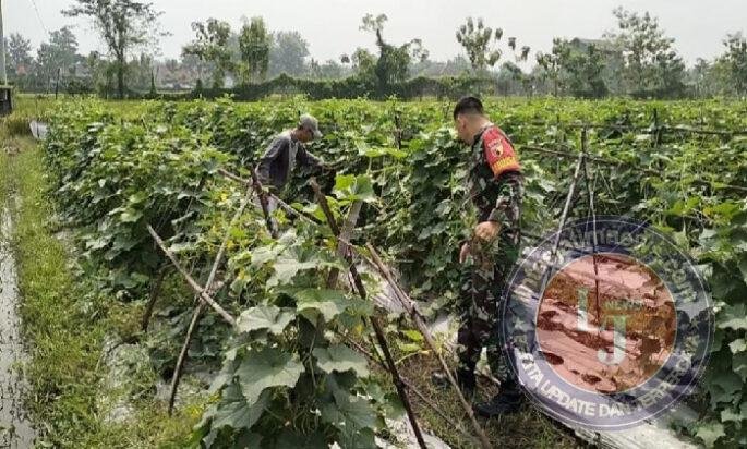Perkuat Ketahanan Pangan, Babinsa Jatisari Rawat Timun di Ladang Bersama Petani
