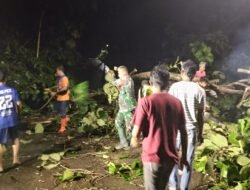 Pohon Tumbang Tutup Jalan Simo-Klego, Babinsa dan Warga Bergerak Cepat Selamatkan Akses