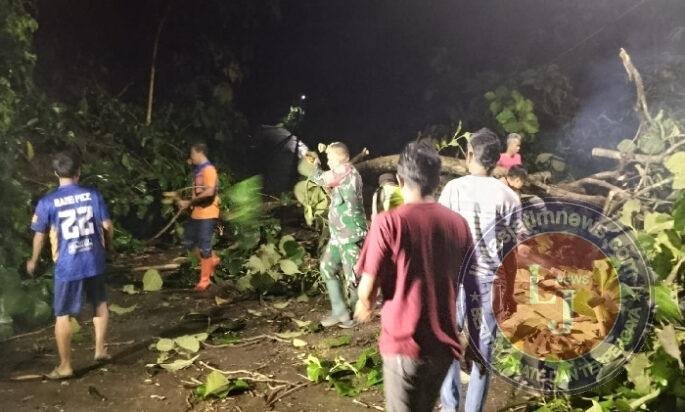 Pohon Tumbang Tutup Jalan Simo-Klego, Babinsa dan Warga Bergerak Cepat Selamatkan Akses