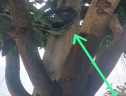 Penarikan Kabel WiFi di Desa Jeungjing Diduga Tanpa Izin Resmi, DPP BIAS Indonesia Desak Investigasi Menyeluruh