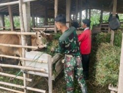 ‎Kisah Hangat Satgas TMMD Memberi Pakan Demi Sapi Tetap Sehat‎