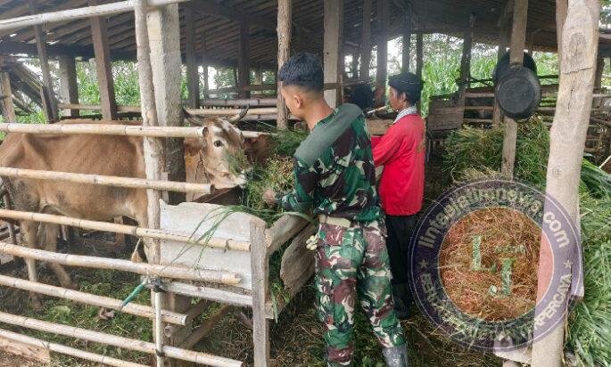 ‎Kisah Hangat Satgas TMMD Memberi Pakan Demi Sapi Tetap Sehat‎