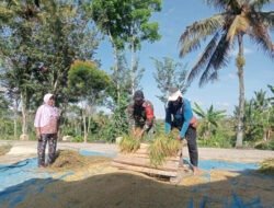 Petani Panen, Babinsa Ponorogo Bantu Rontokkan Padi