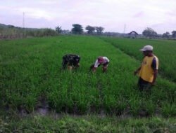 Di Antara Rumpun Padi, Babinsa dan Petani Nglandung Rajut Asa Panen Melimpah