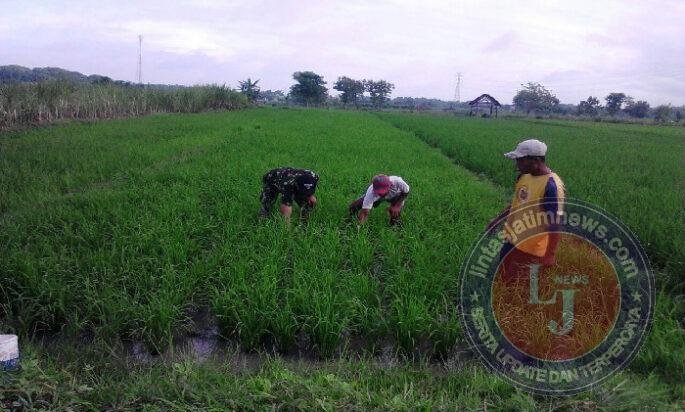 Di Antara Rumpun Padi, Babinsa dan Petani Nglandung Rajut Asa Panen Melimpah