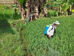 Babinsa Kodim Ponorogo Bantu Petani Semprot Hama Tanaman Padi