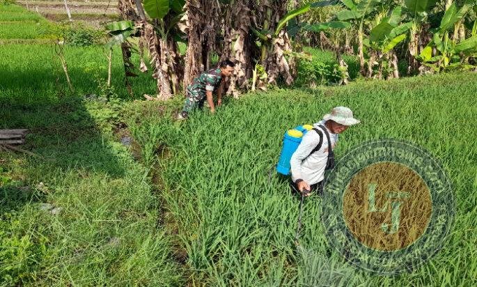 Babinsa Kodim Ponorogo Bantu Petani Semprot Hama Tanaman Padi