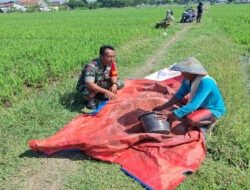Babinsa Turun ke Sawah Bantu Petani Atasi Hama