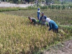 Babinsa Bantu Potong Padi, Sukseskan Masa Panen Petani