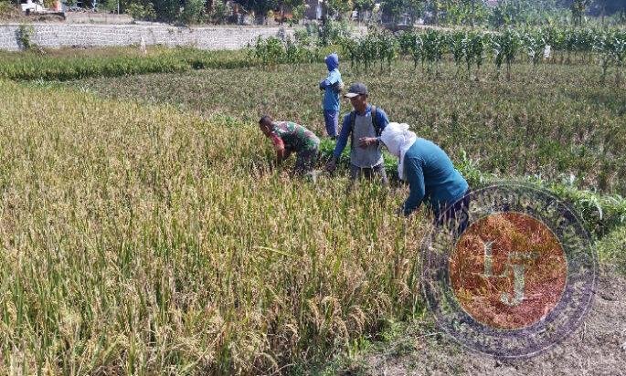Babinsa Bantu Potong Padi, Sukseskan Masa Panen Petani