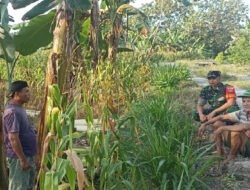 Dekat Dengan Petani, Babinsa Koramil Juwangi Perkuat Ketahanan Pangan