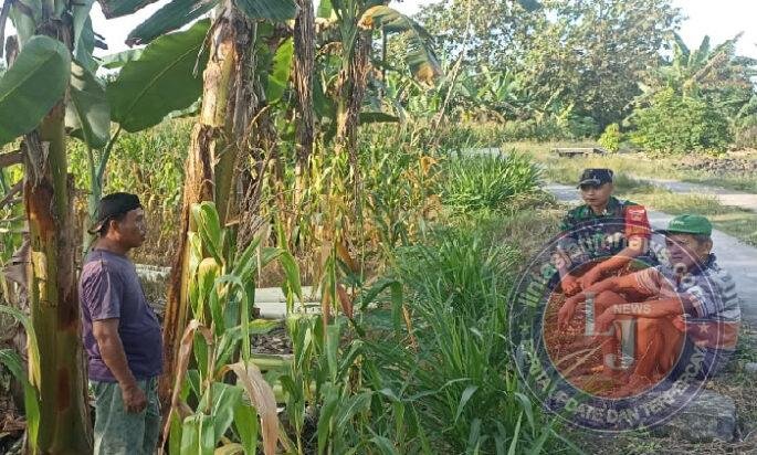 Dekat Dengan Petani, Babinsa Koramil Juwangi Perkuat Ketahanan Pangan