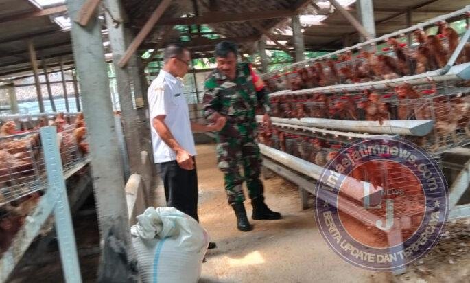 Babinsa dan Perangkat Desa Purworejo Dorong Warga Krapyak Kembangkan Ayam Petelur